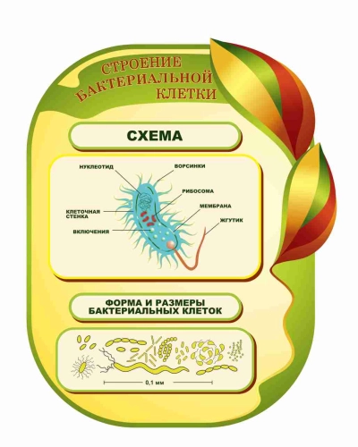 Оформление кабинета Биологии 735х860мм (11) Оформление кабинета Биологии 735х860мм (11)