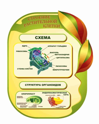Оформление кабинета Биологии 735х860мм (9) Оформление кабинета Биологии 735х860мм (9)