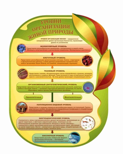 Оформление кабинета Биологии 735х860мм (8)