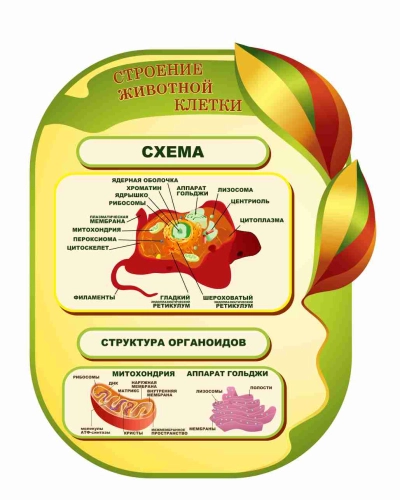 Оформление кабинета Биологии 735х860мм (10) Оформление кабинета Биологии 735х860мм (10)