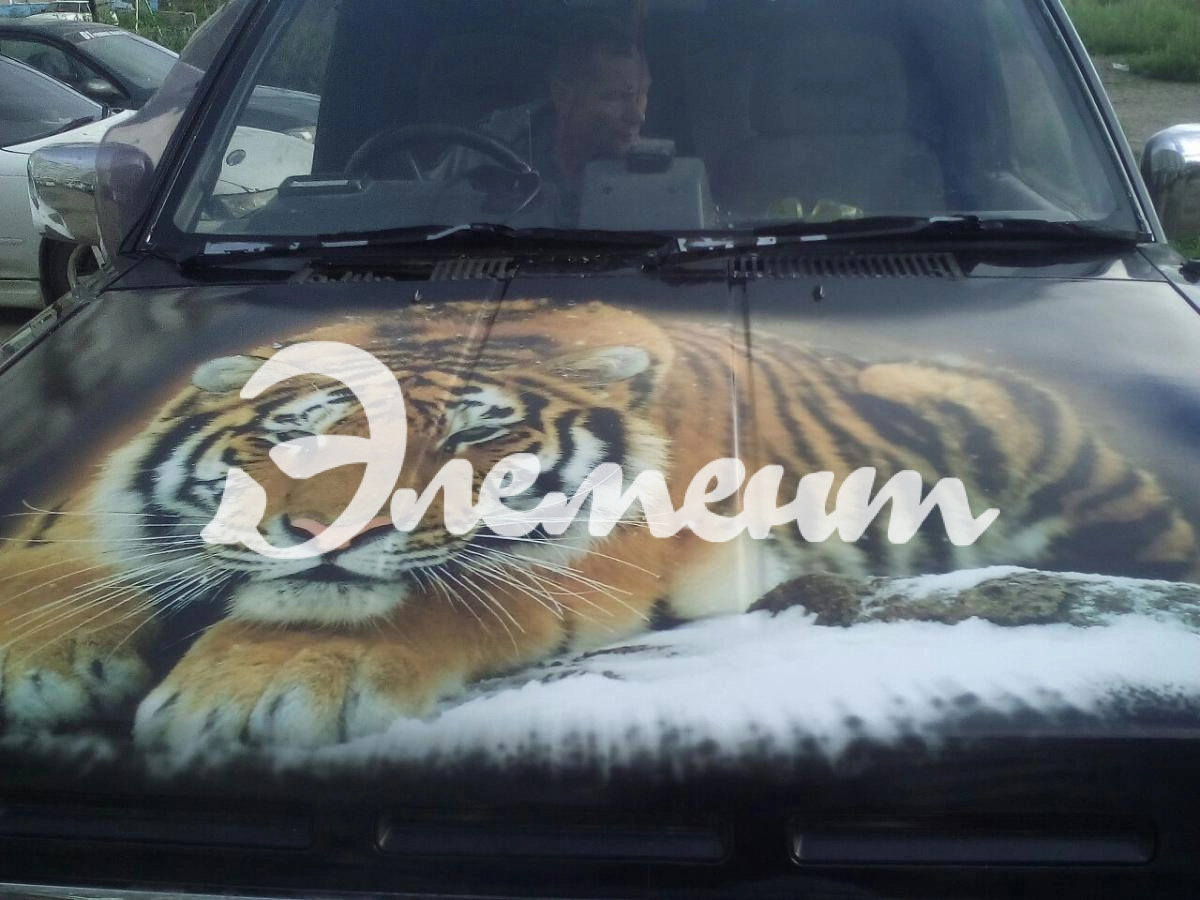 терано тигр 1 терано тигр 1