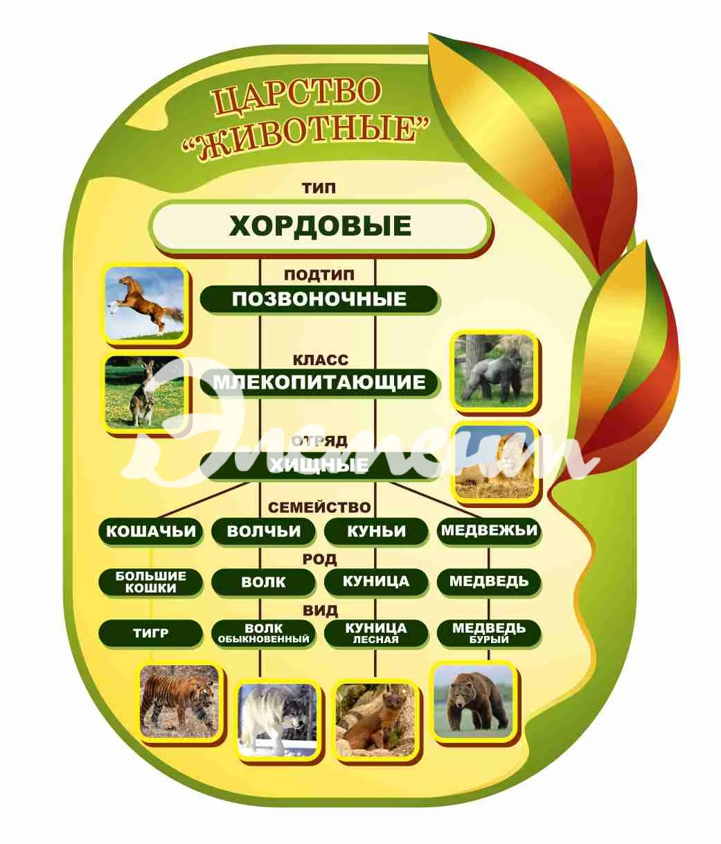 Оформление кабинета Биологии 735х860мм (3)