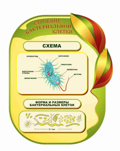 Оформление кабинета Биологии 735х860мм (11) Оформление кабинета Биологии 735х860мм (11)