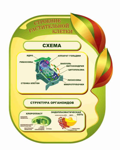 Оформление кабинета Биологии 735х860мм (9) Оформление кабинета Биологии 735х860мм (9)