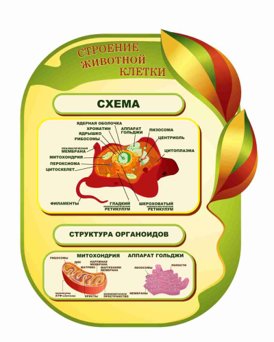 Оформление кабинета Биологии 735х860мм (10)