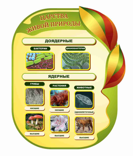 Оформление кабинета Биологии 735х860мм (4)